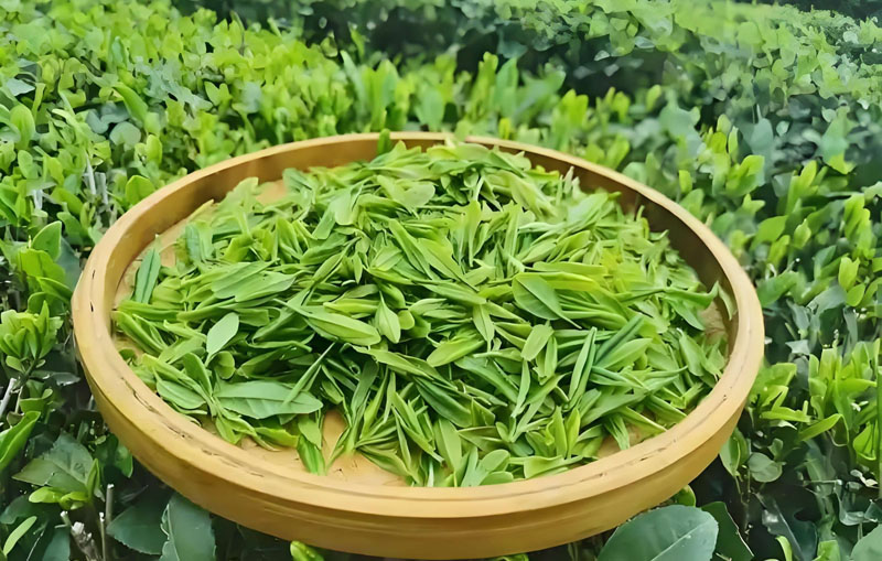 TCM Tea Therapy System - Guide to Five Elements Tea for Health